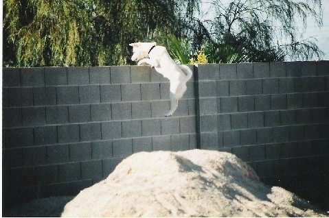 Wedah the white Jindo is jumping over a tall cinderblock wall