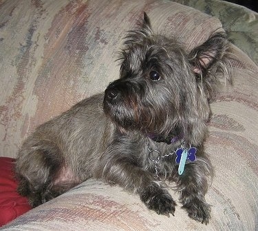 Cairn Terrier Puppies on Cairn Terrier Information And Pictures  Cairn Terriers  Cairns