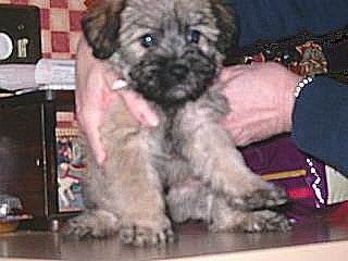 Napo the Cairnoodle Puppy is sitting on a tabletop and being picked up by a person