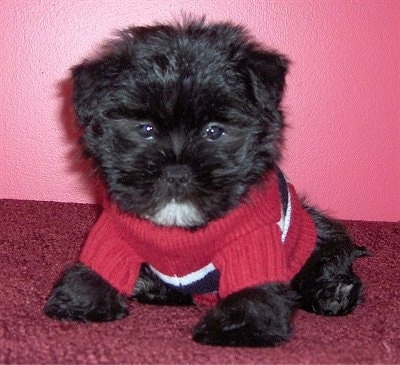 Dixon Himes the Care-Tzu puppy is wearing a sweater and it is sitting on a red carpet and against a pink wall