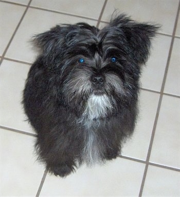 Dixon Himes the Care-Tzu Puppy is sitting on a tiled floor and looking up