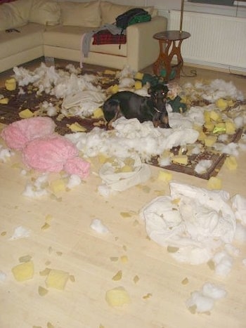 Pia Ecko the Dobermann/German Shepherd mix is laying on a rug riddled with cotton and foam with a couch in the background