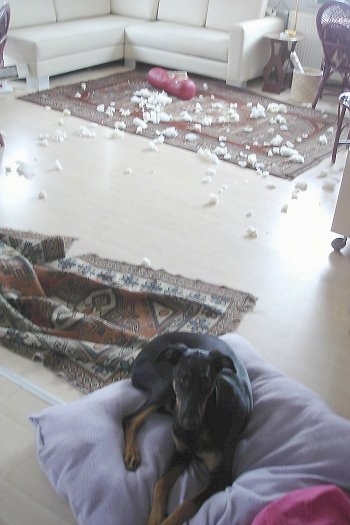 Pia Ecko the Dobermann/German Shepherd mix is laying on a pillow and looking towards the camera holder. The Rug behind it has scattered pieces of stuffing and foam from a destroyed pillow