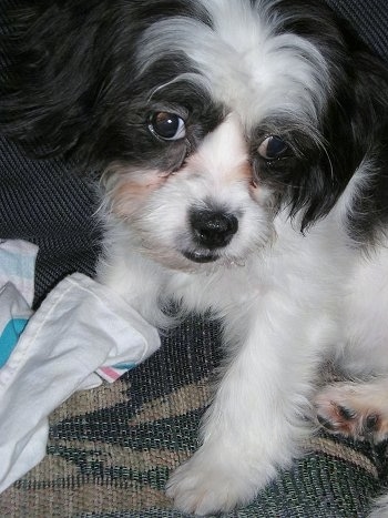 Close Up - A black and white Cava-Tzu puppy is sitting on a couch with a towel in front of it