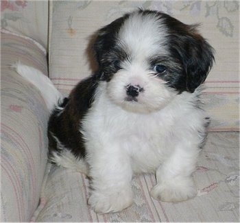 A Cava-Tzu puppy is sitting on a white couch