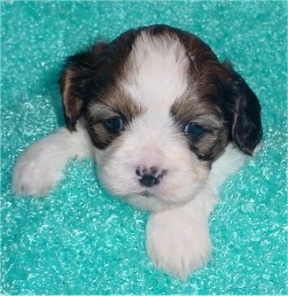 A Cava-Tzu puppy is laying and wrapped in a teal-blue blanket