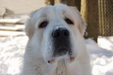 Close Up - Mountain Top Zero the Central Asian Ovtcharka is sitting outside in the snow adn has snow on its face