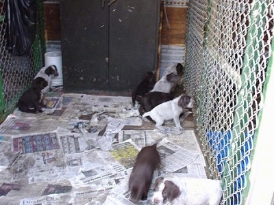Cesky Fousek Puppies grouping off and going into corners of there dog kennel