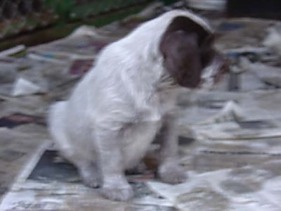 Close Up - Cesky Fousek Puppy sitting on newspapers and looking to the right