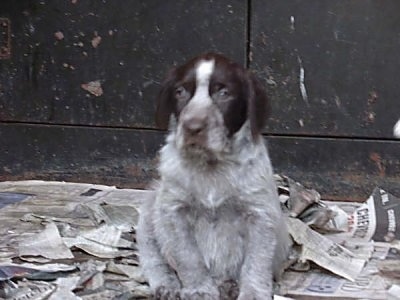 Close Up - Cesky Fousek Puppy sitting on newspapers and looking slightly to the left