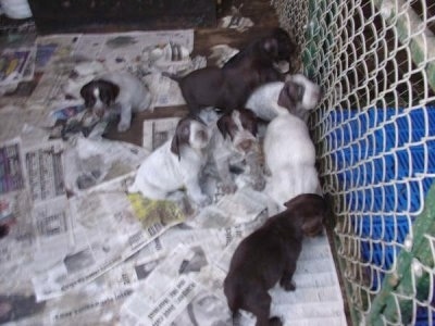 Seven Cesky Fousek puppies inside an outdoor newspaper covered dog kennel