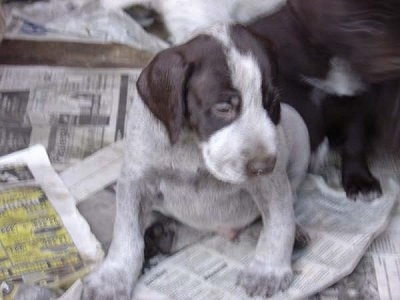 Close Up - Cesky Fousek Puppy is sitting on newspaper