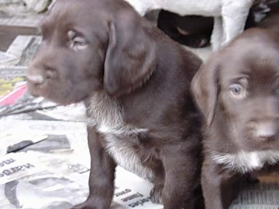 Close Up - Two Cesky Fousek Puppies sitting on newspaper and looking away from the camera holder