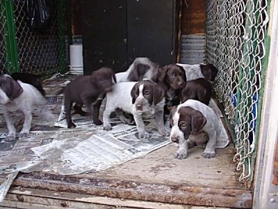 Cesky Fousek puppies in an outdoor dog kennel
