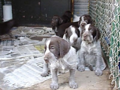 Seven Cesky Fousek Puppies standing and sitting in front of a chain link fence inside of an outdoor dog kennel