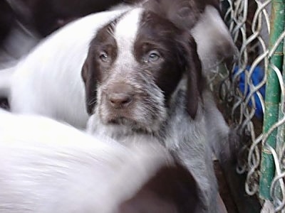 Close Up - Cesky Fousek Puppy looking at the camera holder