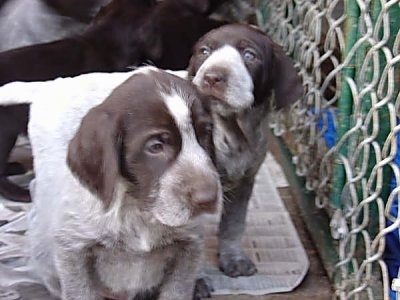 Two Cesky Fousek puppies standing in front of a chain link fence inside of a dog kennel, one is looking towards the camera holder and the other is looking to the right out of the fence