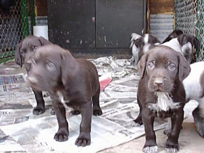 Three Cesky Fousek Puppies are looking at the camera holder and five Cesky Fousek puppies standing in front of a chain link fence looking out the side of the kennel