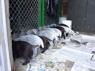 Nine Cesky Fousek Puppies eating out of metal food tins on top of newspapers