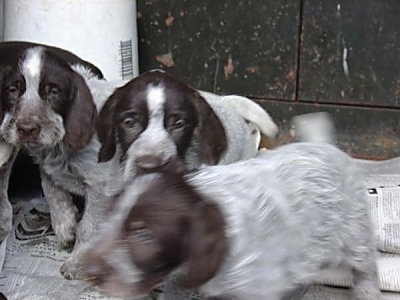 Three Cesky Fousek Puppies sitting next to a water heater on top of a lot of newspaper