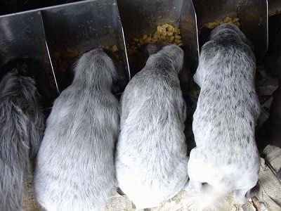 Four Cesky Fousek Puppies eating out of metal food tins