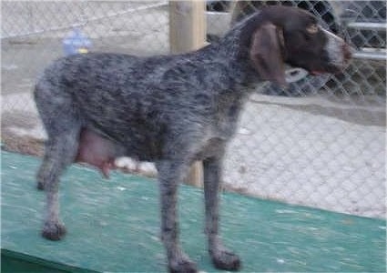 Tasi the Cesky Fousek is standing on a wooden structure inside of a kennel next to a chain link fence. It is looking out of the fence and she is full of milk for her puppies