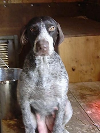 Tasi the Cesky Fousek sitting on a hardwood floor in front of a bench inside of a barn