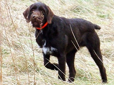 Baron od Kostilku the Cesky Fousek is in long grass and pointingto the left