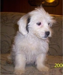 8 week old Miniature Littlefield Sheepdog Puppy