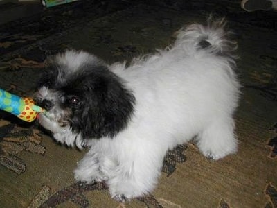 Zoli, the 6 month old Miniature Littlefield Sheepdog - Bred by Haven of the Heartland Kennels
