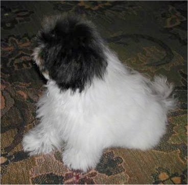 Zoli, the 6 month old Miniature Littlefield Sheepdog - Bred by Haven of the Heartland Kennels