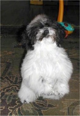 Zoli, the 6 month old Miniature Littlefield Sheepdog - Bred by Haven of the Heartland Kennels