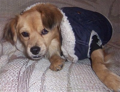 Sarge the Cheeks is laying on a couch and it is wearing a jean jacket