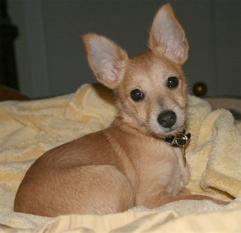 Harley the tan Chi-Poo puppy is laying in a yellow towel and looking towards the camera holder