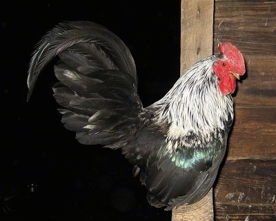 Close up Side view - A black with white and red Banty Rooster is clinging on to a doorway and it is looking to the right.