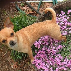 Daisy the Chihuahua is standing in a bed of flowers and looking up to the camera holder
