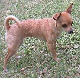 Daisy the Chihuahua is standing outside in grass and looking to the right