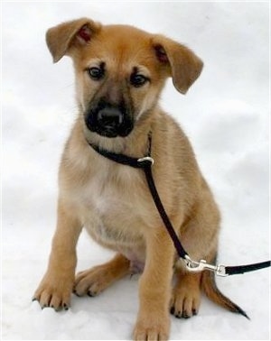 Close up front view - A small tan with black Chinook puppy is sitting outside in snow and it is looking forward. Its small ears are hanging over.