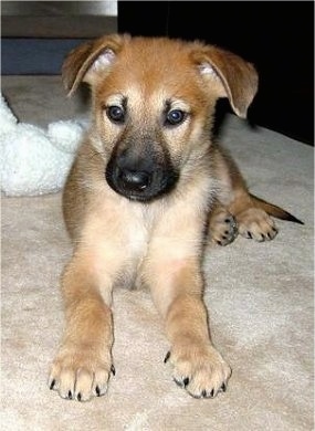 Hurricane Kodiac Bear the Chinook as a young puppy is laying on a carpet in a house with a white fuzzy plush toy behind him