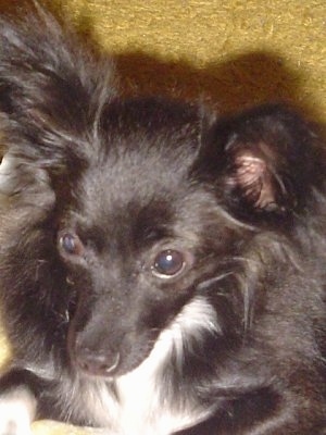 Close Up head shot - Nada the long haired black with white Chion is laying against a cork wall and looking forward