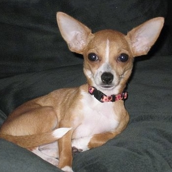 Ruby, the Chipin. She is ¾ Chihuahua and ¼ Min Pin