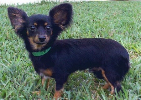 Gus the black and tan medium haired Chiweenie is standing outside in grass. Gus is looking towards the camera holder