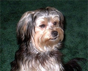 Dixie the Chorkie is sitting on a green carpeted floor and looking to the right