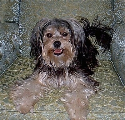 Dixie the black and tan Chorkie is laying in a floral print, reflective chair. He looks happy