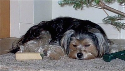 Dixie the Chorkie is laying down sleeping on a throw rug with a Christmas tree on one side and a bone on the other.
