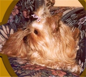 Tiffany the Chorkie is laying on a floral print couch and looking to the side