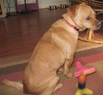 Reggie the tan Chug is sitting on a rug next to a toy with his back facing the camera and looking to the right