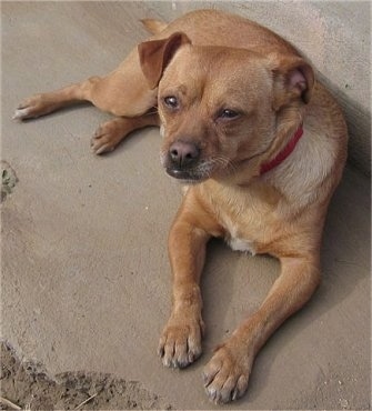 Reggie the tan Chug is laying against a stone wall and looking up