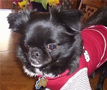 Close Up - Mugzie the black with white Chug is wearing a red shirt with red and white stripes on the sleeves while standing on a table that has a colorful plant on it