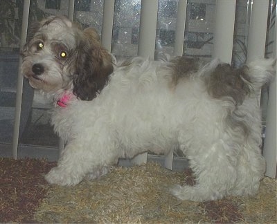 Katie the white, brown and black Cock-A-Chon puppy is standing on a rug in front of a sliding door.